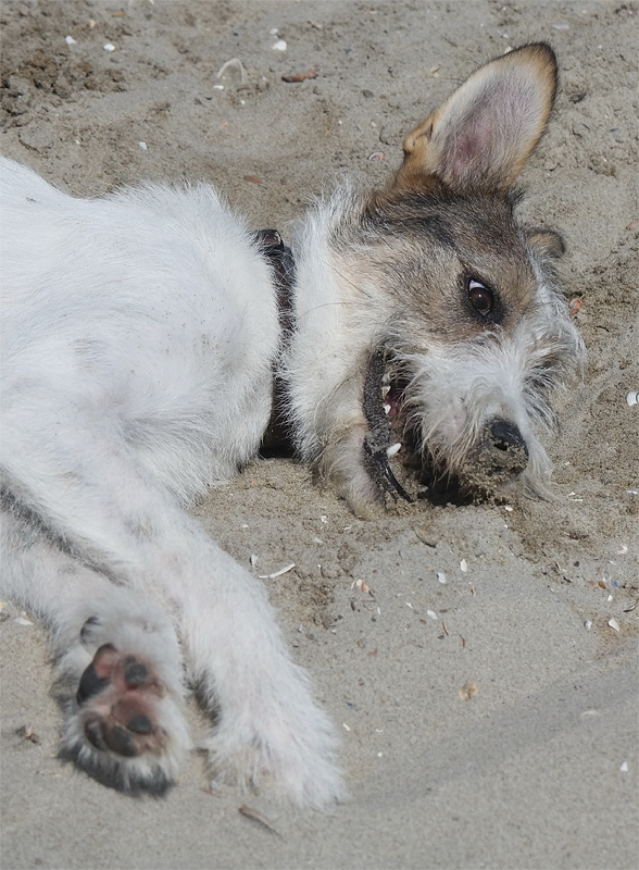 Felix Holland 6 - 2013 _SAM_2566 als Smart-Objekt-1 Kopie.jpg - Felix fand die Tage am Strand auch toll. Hat jeden Tag mehrere Löcher gebuddelt